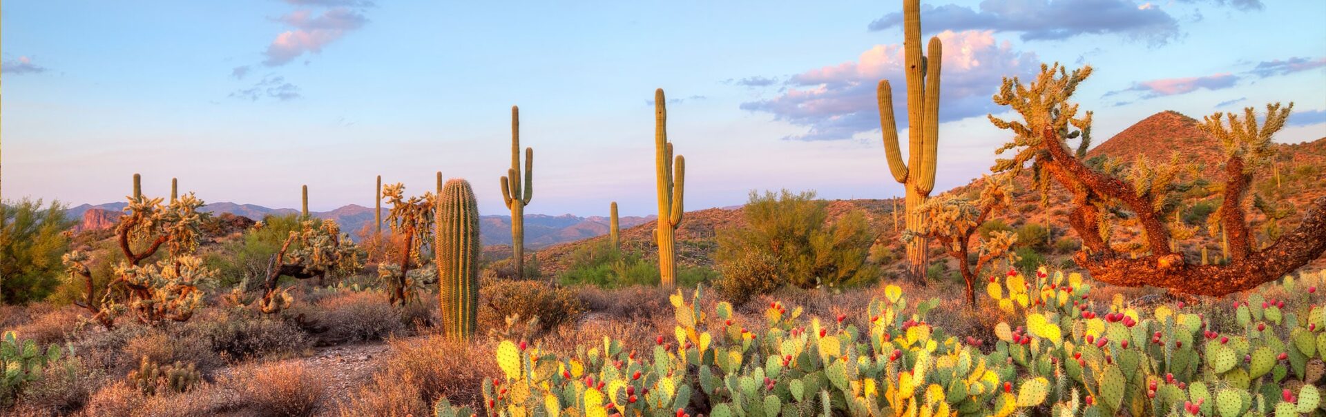 michael-denning-LXomcUwf4vQ-unsplash A desert landscape with several different varieties of cactus at sunset